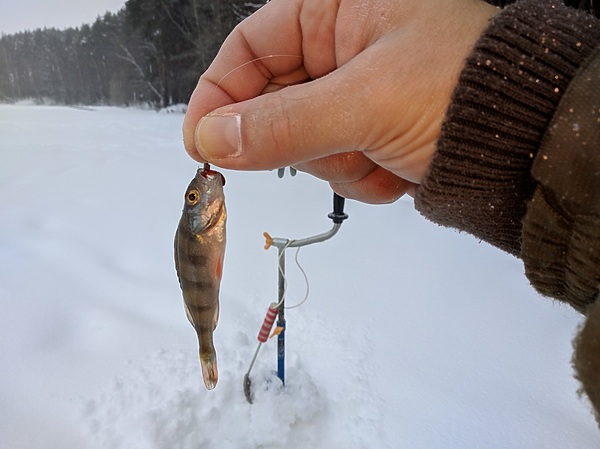 Изображение Долгожданная встреча. Фото: Трембицкого Алексея. 