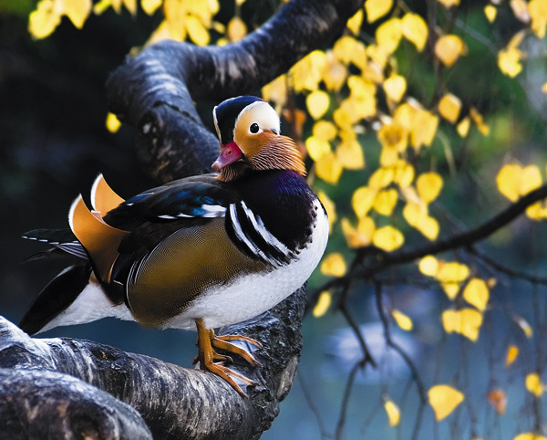 Изображение Мандаринки, обладая непревзойденной красотой, как ни странно, невысоки по вкусовым качествам. 
Фото SHUTTERSTOCK.COM