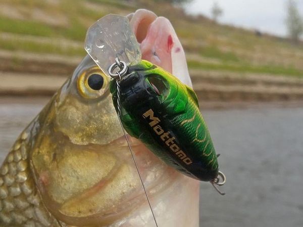 Изображение Первым на Волге разловился Mottomo Toro 70F. Фото: Алексей Коломиец.