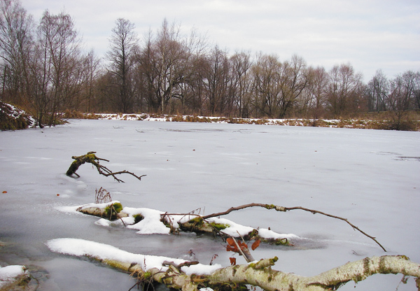 Изображение Фото Анатолия Маилкова.
Лед опасен в местах, где в него вмерзли ветки, коряги, листва и водоросли, а также имеется много воздушных пузырей.