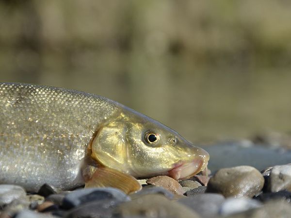 Изображение По этому усачу видно, что его только что вынули из воды и скоро отпустят на свободу. Фото: Геннадий Шеляг. 