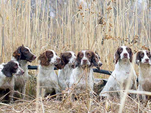 Изображение Наши помощники и члены семьи. Фото автора. 