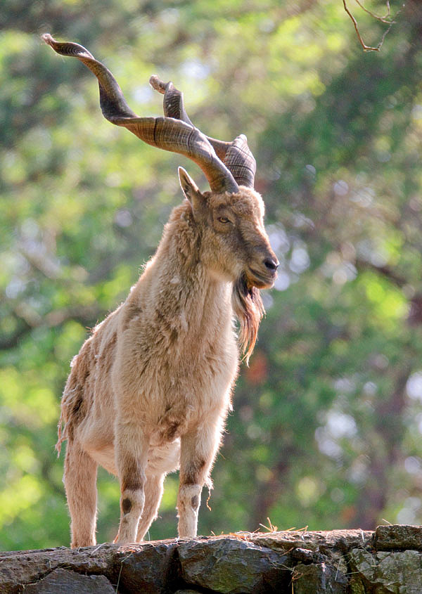 Изображение ФОТО Eric Kilby/wikimedia.org (CC BY-SA 2.0) 