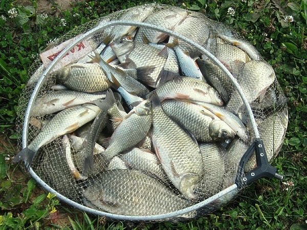 Изображение Фото: Александр Токарев. 