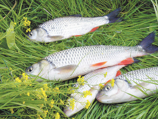 Изображение Фото: Маилкова Анатолия.