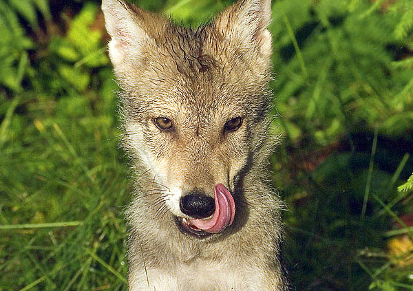 Изображение Каким образом несмышленый волчонок становится прекрасным охотником и способен решать сложнейшие задачи, требующие высокого уровня рассудочной деятельности? Это довольно большая тема, которую не вмещает данный формат.Фото автора. 