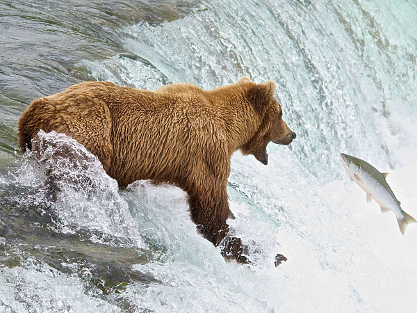Изображение Медвежья рыбалка на порогах реки Брукс. Фото автора.