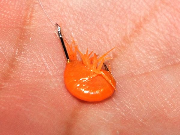 Изображение Насадка на рипуса. Фото: Евгений Кузнецов. 