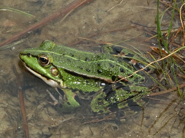 Изображение Лягушке рады многие хищные рыбы, главное подать ее правильно и вовремя. Фото: Евгений Кузнецов. 