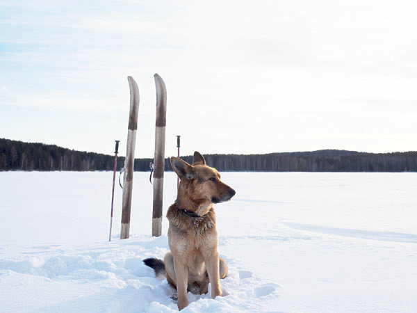 Изображение Петрович не помнил, сколько лет Байкалу. Года три он привозит в тайгу своего старого друга просто так, зная, что охоты для того закончились. ФОТО SHUTTERSTOCK