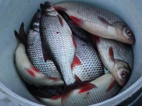 Изображение Рыбинская плотва улов одного дня. Не самый лучший результат. Фото: Кузнецова Евгения.