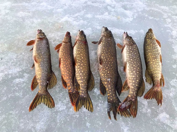 Изображение Щука по Рыбинским меркам не трофейная, но и шнурки редко проскакивают. Фото: Кузнецова Евгения.