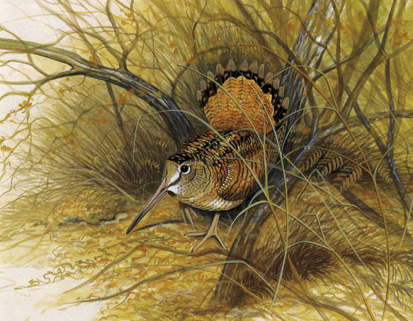 Изображение Иллюстрация фламандского художника-анималиста Pierre Roussia к книге Pierre Verdet Dama Becasse.