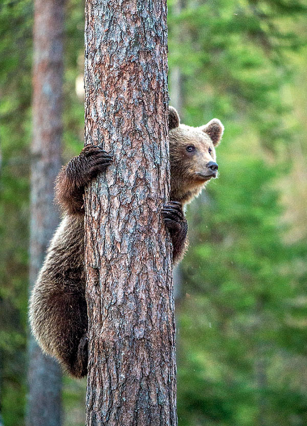 Изображение ФОТО SHUTTERSTOCK