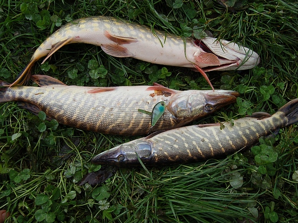 Изображение Фото: Яншевского Андрея.