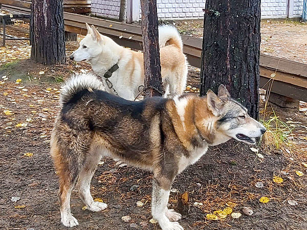 Изображение Рабочие лайки-соболятницы ждут вертолет. Начинается зимний сезон. Фото: Тоболь Евгении.