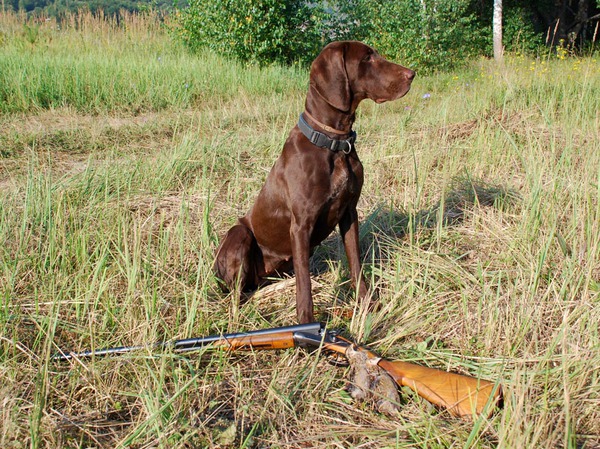 Изображение При всем обилии перепела в этом году, утренние охоты, как правило, не позволяли выполнить норму. Вечером же наоборот, работы собаки следовали одна за другой. А ведь работа собаки - главное наслаждение для владельца, дичь второстепенна! Фото Сёмина Михаила