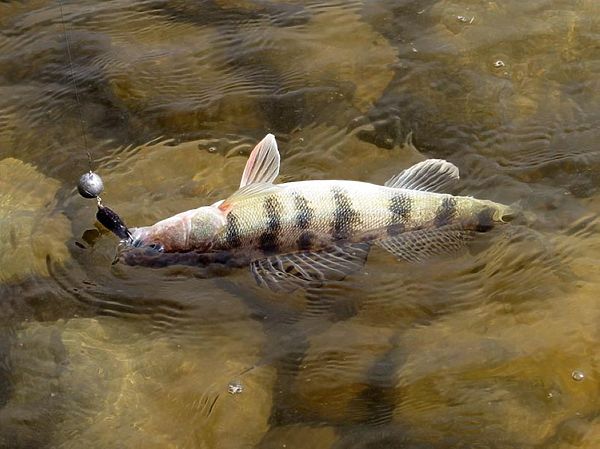 Изображение Фото: Алексей Коломиец. 