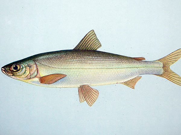 Изображение ИЛЛЮСТРАЦИЯ BIODIVLIBRARY/FLICKR.COM (CC BY 2.0)