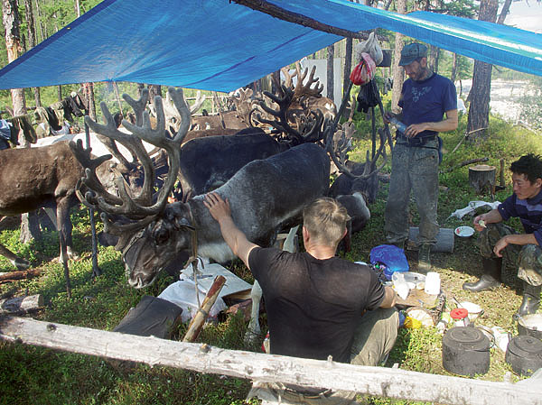 Изображение Люди и олени под тентом во время отдыха после длительного перехода. Фото автора.