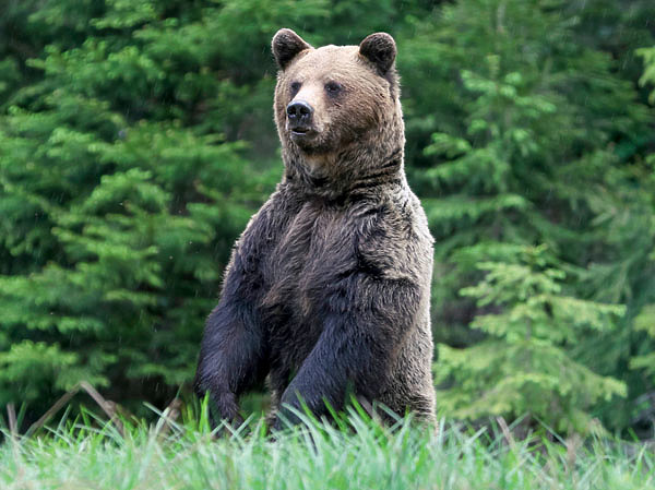 Изображение Крупный медведь выходит на поле очень поздно. ФОТО SHUTTERSTOCK 