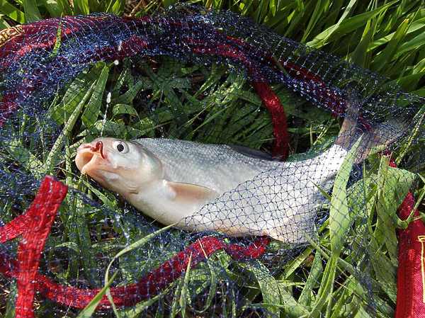 Изображение Фото: Яншевского Андрея.