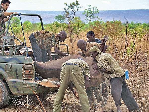 Изображение Ох, нелегкая это работа — погрузка трофея. Фото автора.