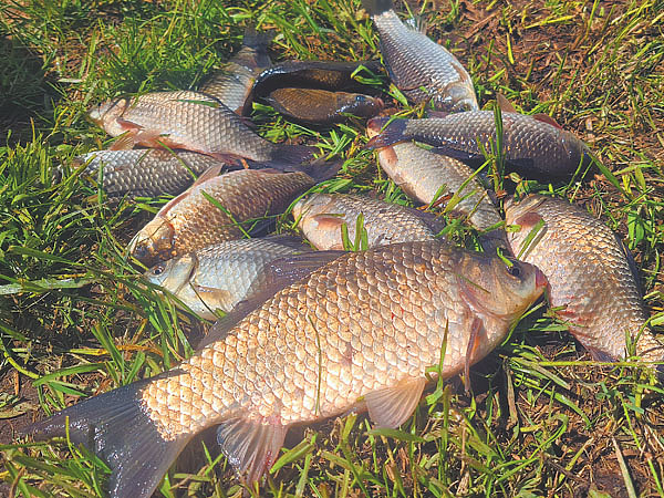 Изображение Фото: Мурашко Алексея. 