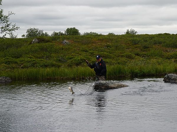 Изображение Не так-то просто запечатлеть в объективе фотокамеры прыгающую над поверхностью во время вываживания рыбу. Фото: Геннадий Шеляг. 