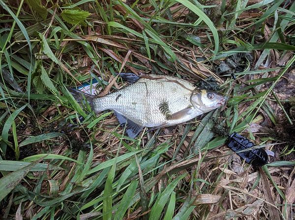 Изображение Подлещик и кормушка. Фото: Алексей Трембицкий. 