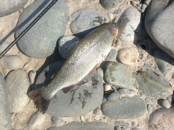 Изображение Радужная форель, которая попадается в горных реках, чаще всего беглянка из садков, где ее разводят. Фото: Шеляга Геннадия.