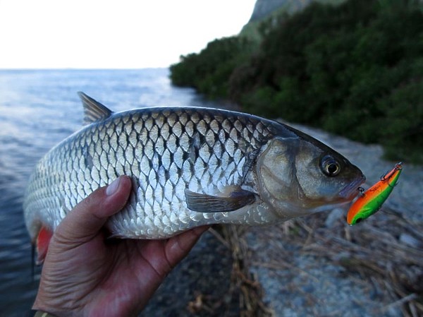 Изображение Фото: Алексей Коломиец.