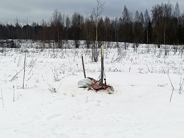 Изображение Крепление привады с помощью вбитых в землю кольев и проволоки. ФОТО ДМИТРИЯ ВАСИЛЬЕВА