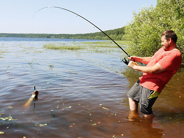 Изображение Вытаскивая щуку из травяных зарослей, приходится применять силу. Фото: Васильева Дмитрия. 