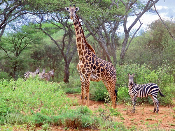 Изображение Чтобы сделать эффектный кадр, нужно лишь отодвинуть полог палатки. Фото автора.
