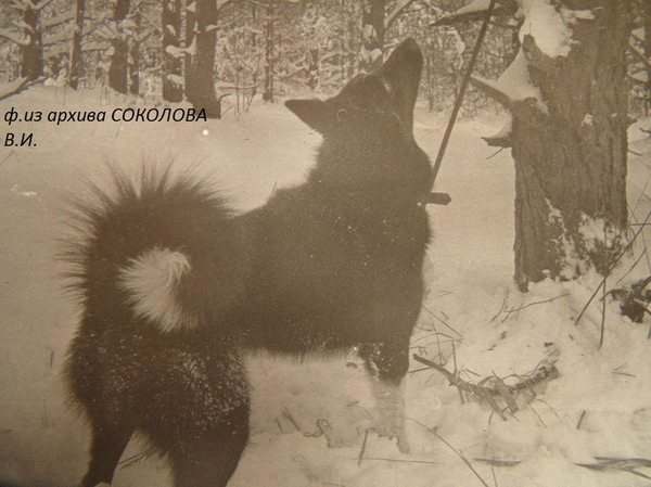 Изображение Юла 3405