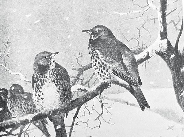 Изображение ИЛЛЮСТРАЦИЯ ИЗ АРХИВА ПАВЛА ГУСЕВА