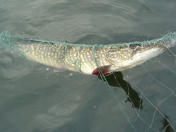 Изображение Фото: babr24.com. 