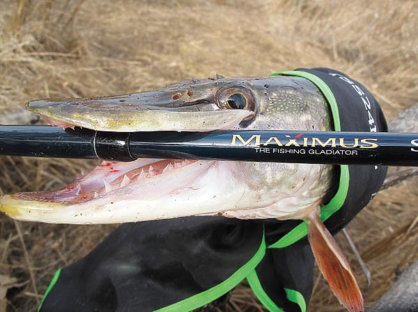 Изображение Фото: Алексей Коломиец.