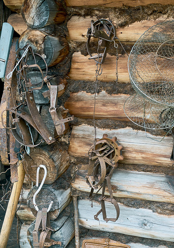 Изображение В урожайный год соболь на приманку плоховато идет. Да и белку трудно брать. Правда, ее можно заманить в капкан. Аннушка уже который год варит грибы, потом сушит, завязывает в тряпочки. Прокопич вешает их на капканы и без особых проблем берет белку.
ФОТО SHUTTERSTOCK