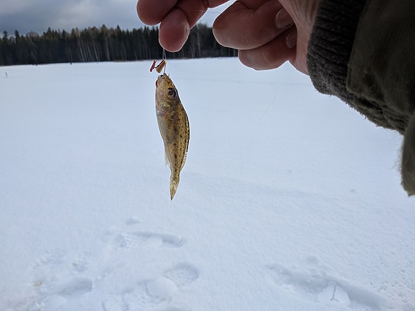 Изображение Балда работает. Фото: Трембицкого Алексея. 