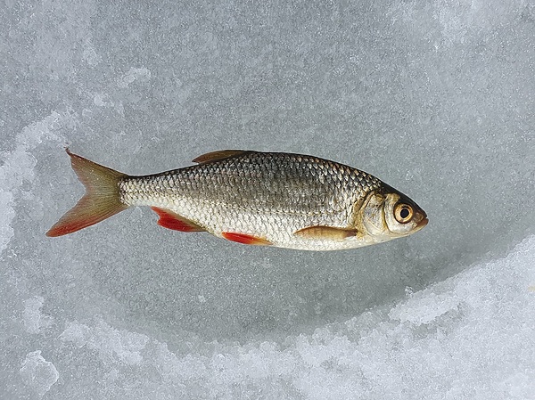 Изображение На зимней рыбалке каждая пойманная рыба ценится в разы больше, чем летом. Фото: Шеляга Геннадия.