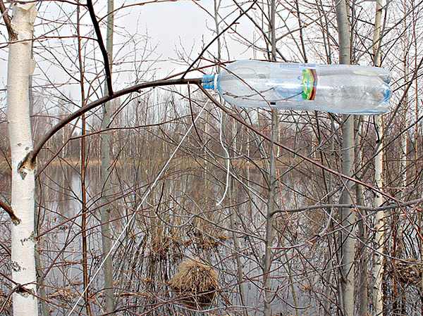 Изображение Начинается сокодвижение у березы. Сейчас самое время собирать березовый сок. Сверлить или подрубать кору берез не следует, это вредит дереву, если только потом вы не замажете рану пластилином или варом. Я использую проверенный способ: выбираю средневозрастные березки, срезаю ножом одну из нижних веток, продеваю ее в горлышко полуторалитровой пластиковой бутылки из-под минералки и привязываю ее за горлышко к дереву, оттягивая вниз, чтобы набирался сок. Трех-четырех бутылок на соседних березах вполне достаточно. ФОТО СЕРГЕЯ ФОКИНА 