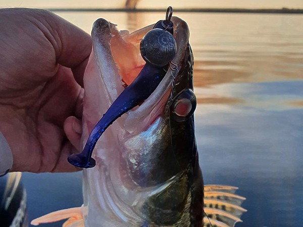 Изображение Под вечер у меня неплохо ловил риппер Mottomo Shiner. Фото: Коломийца Алексея. 