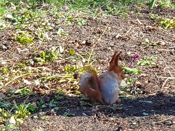 Изображение Белка – настолько быстрый и шустрый зверек, что поймать его в объектив фотокамеры тоже не так-то просто. Фото: Геннадий Шеляг.