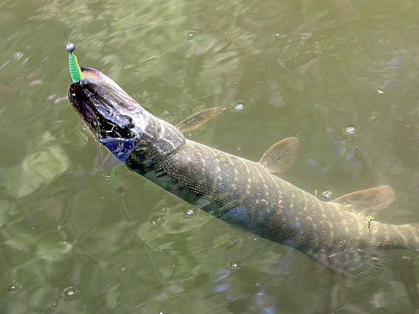 Изображение На глубоких участках речки хороший результат дают легкие джиговые приманки. Фото: Николай Лебедев.