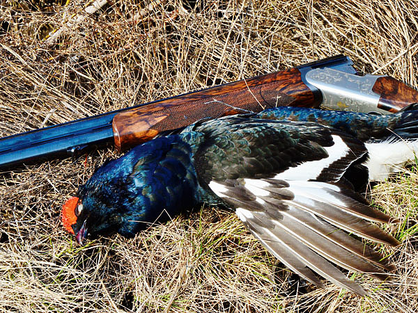 Изображение Краснобровый лирохвостый косач — истинное украшение русских полей и лесов. Фото автора. 