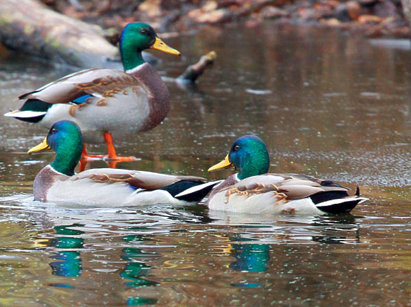 Изображение ФОТО АНТОНА ЖУРАВКОВА