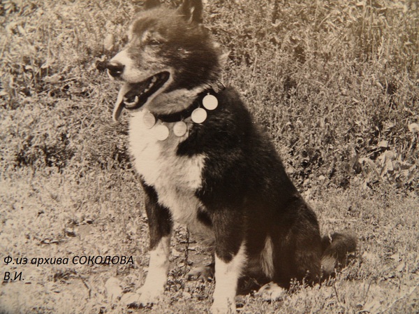 Изображение Чиж р.65г. от Ингуса Балашова и ч. Марты Отрывина В.А. Вл.Афонин,Корсаков.