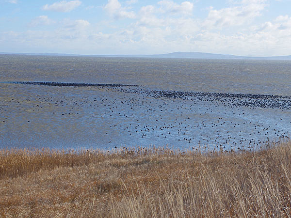Изображение Стая лысух в Таманском заливе. Фото автора.
